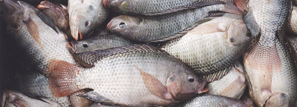 Tilapia Imports Hurt Local Fish Farmers