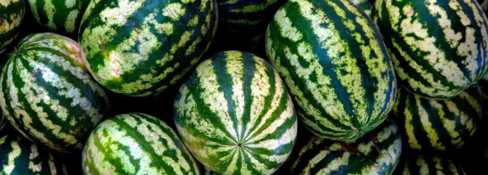 Watermelon Cultivation to Continue
