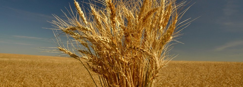 Gov&#039;t Wheat Purchase From Local Farmers Exceed 6m Tons