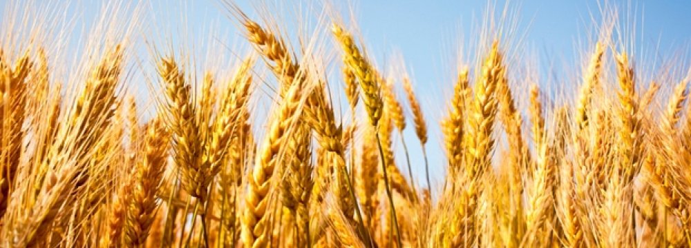 Gov’t Wheat Purchases Exceed 4m Tons 