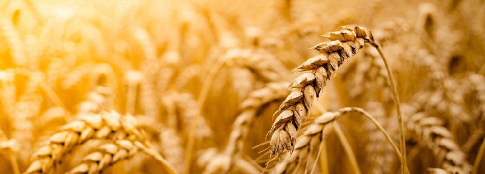 Gov’t Wheat Purchase Reaches 5.6m Tons