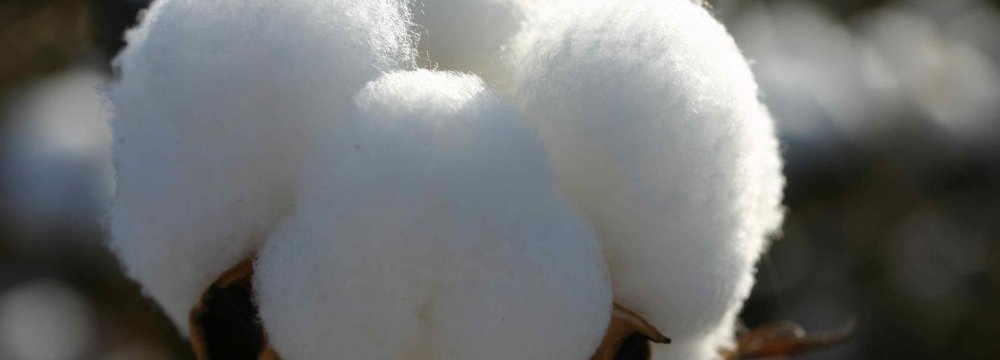 Currently more than 90% of Iran’s need for cotton is imported from Uzbekistan.