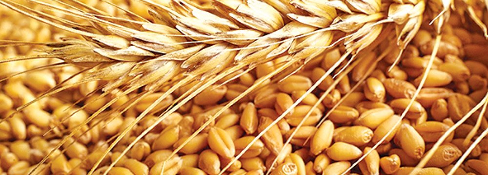 Gov’t Eyes Wheat Exports