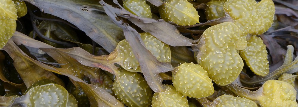 Iranians Purify Wastewater Using Seaweed 