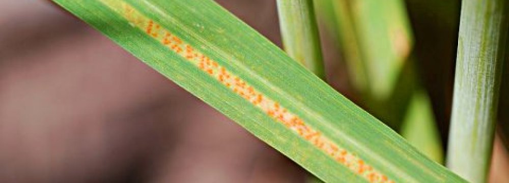 Pest Attack on Barberry Bushes