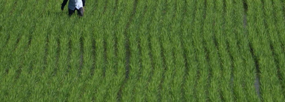 Pesticide-Free Rice Farms  