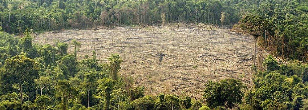 Deforestation Surges in Brazil