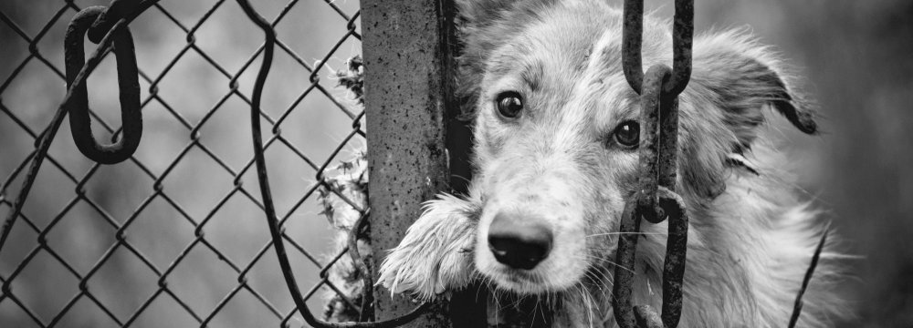  Online Campaign Demands Criminalizing Animal Abuse