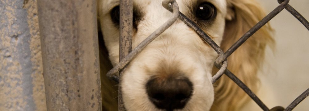 Animal Cruelty Criminalized 