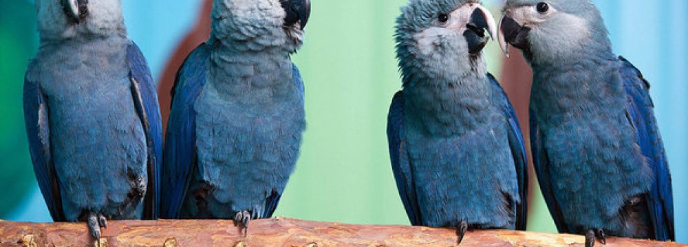 “Extinct” Parrot Spotted After 15 Years