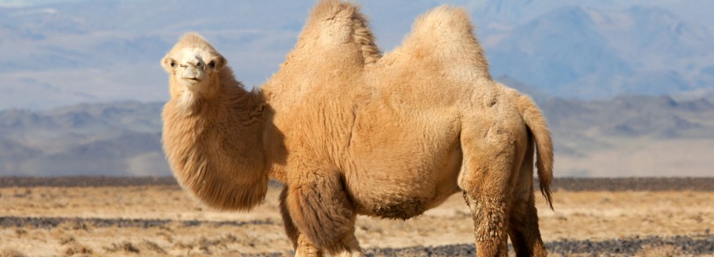 Bactrian Camels on the Brink 