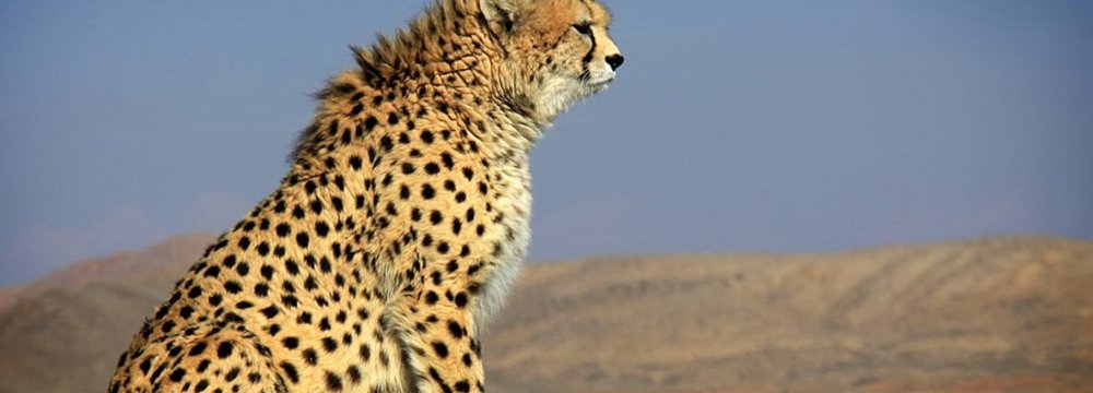 24/7 Protection for Orphaned Cheetah