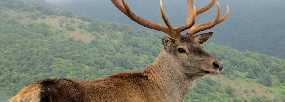 Red Deer’s Chances of Survival Improve