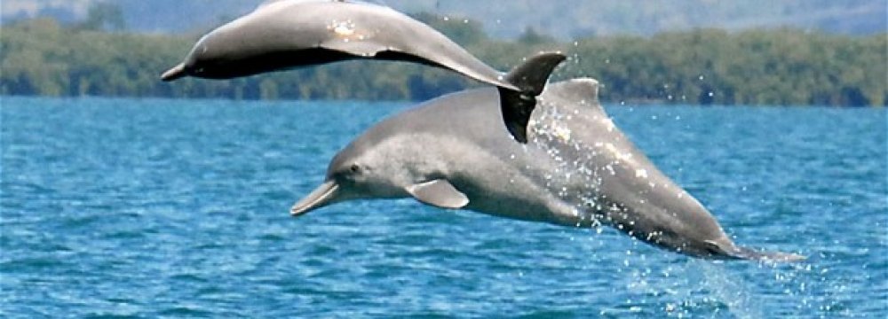 Humpback Dolphins Thriving in Persian Gulf