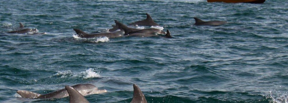 Depleting Food Source Driving Dolphins Away from Hengam