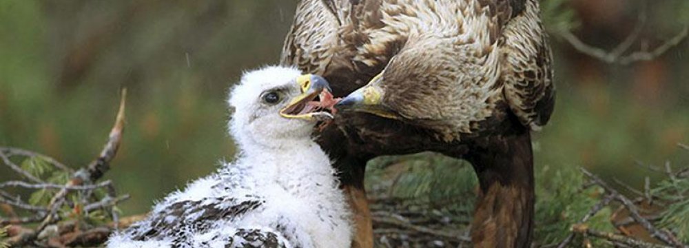 Two Golden Eaglets Die in Lorestan