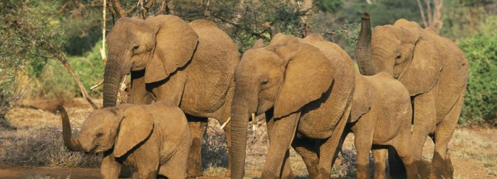 Socializing More Important to Zoo Elephants Than Space