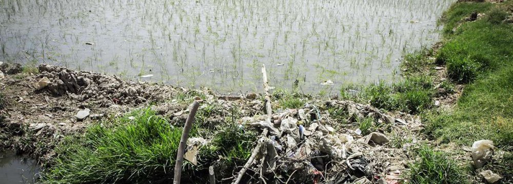 Tehran Farmlands Destroyed Over Wastewater Irrigation