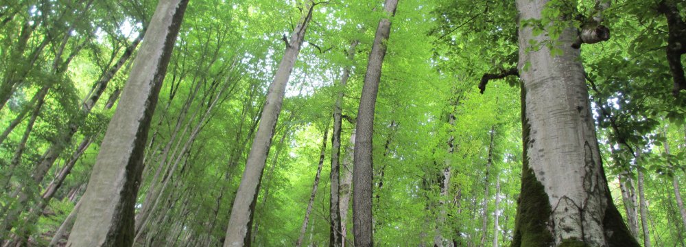 Bill Promotes Sustainable Use of Forest Resources