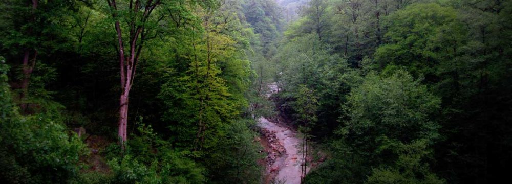 The move could cost the Caspian Hyrcanian forests the chance of being inscribed on UNESCO’s World Heritage List.