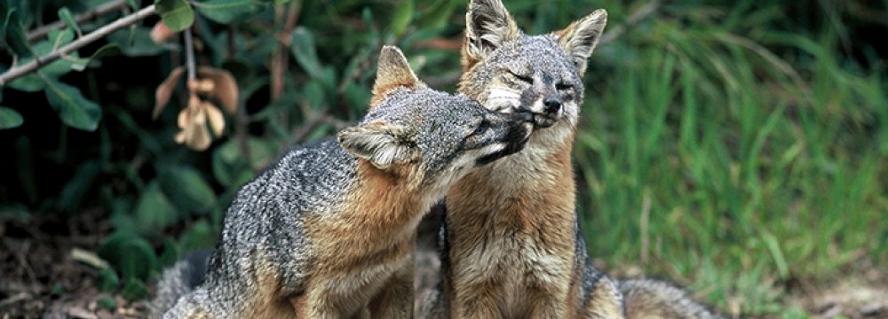 US Delists Rare Island Fox