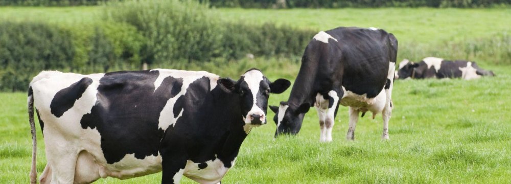 Antibiotics May Double Livestock GHG Emissions