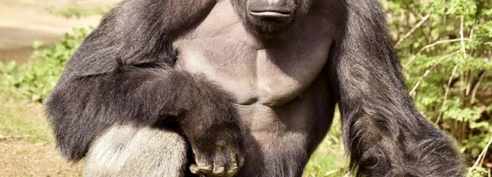 Gorilla Killing in US Prompts Backlash on social media