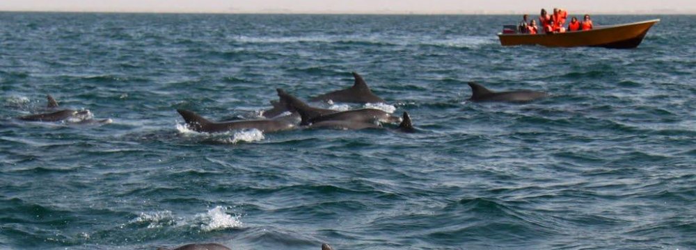 Dolphins, which used to swim just off Hengam's shores, have abandoned the island.
