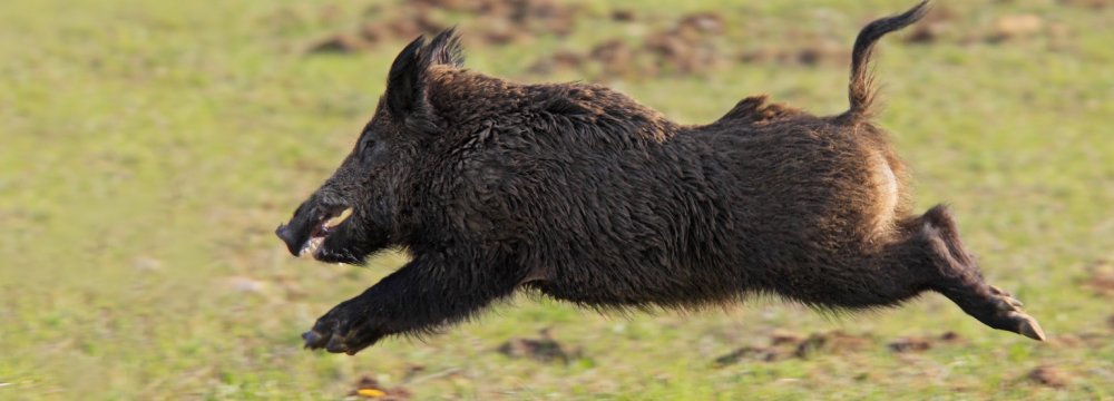 DOE Defends Stance on Wild Boar Hunting