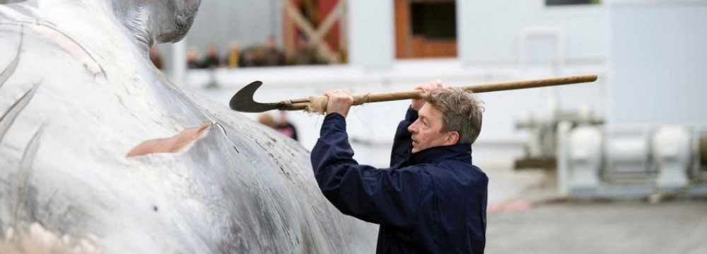 Tourists Confused by Iceland Whaling “Tradition”