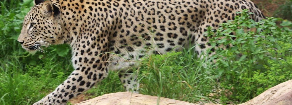 DOE Seeks Severe Punishment for Leopard Poacher