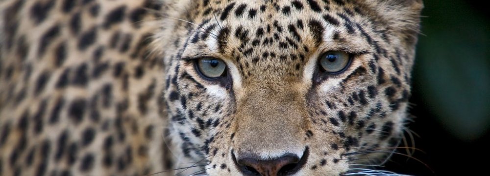 “Guilty” Leopard Exonerated
