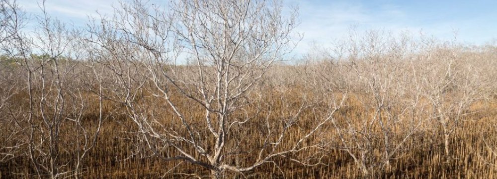 Australian Mangrove Deaths Blamed on Climate Change