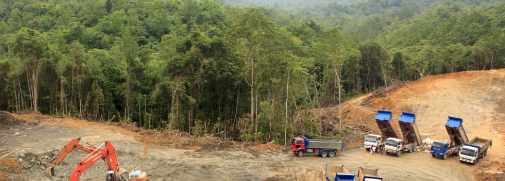 Indonesian Palm Oil Giants Disband Green Pledge