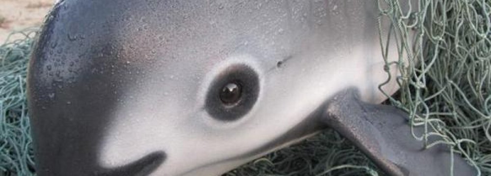 Last-Ditch Effort to Save World’s Smallest Porpoise