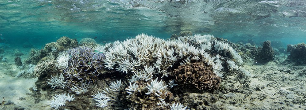Third of Great Barrier Reef Dead or Dying, Raising Alarms