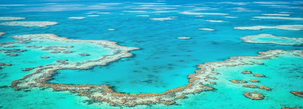 Reef Bleaching to Inflict Heavy Blow on Australian Tourism