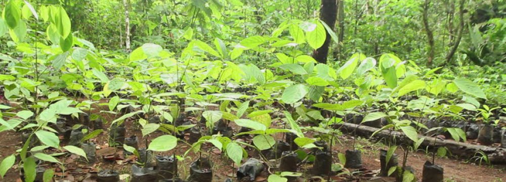 Forests Regrown in Latin America Key for Climate