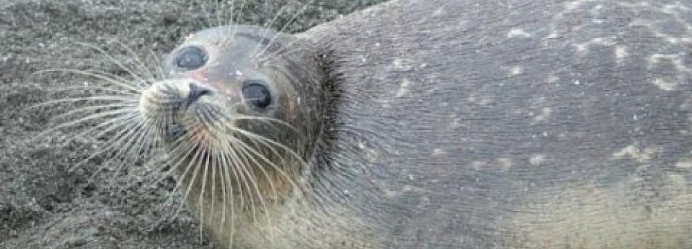 Iran, Russia Prioritize Caspian Seal Conservation