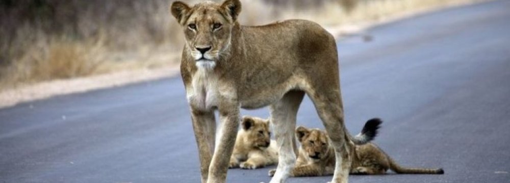 South Africa National Parks to Ban Animal Apps