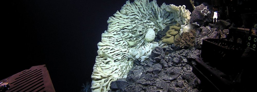 Minivan-Size Old Sponge Found in the Pacific Ocean