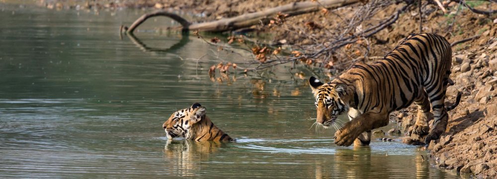 Tiger Poaching on the Rise