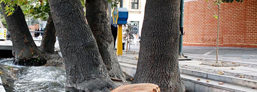 DOE to Probe Felling of Tehran’s Iconic Trees