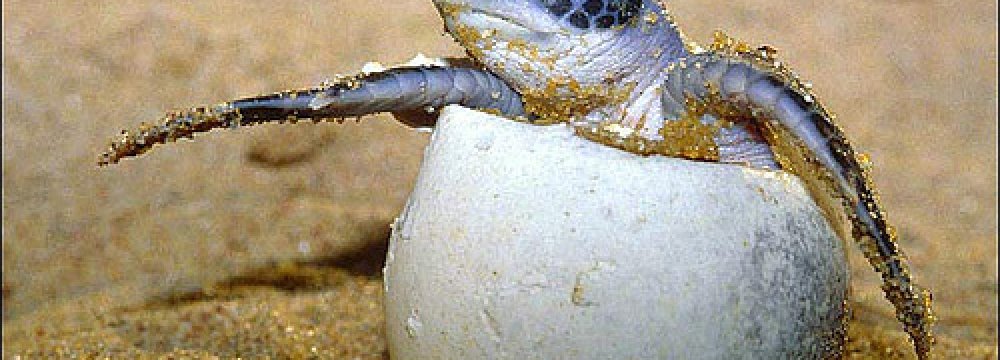 1st Hawksbill Sea Turtle Eggs Hatch on Kish Island