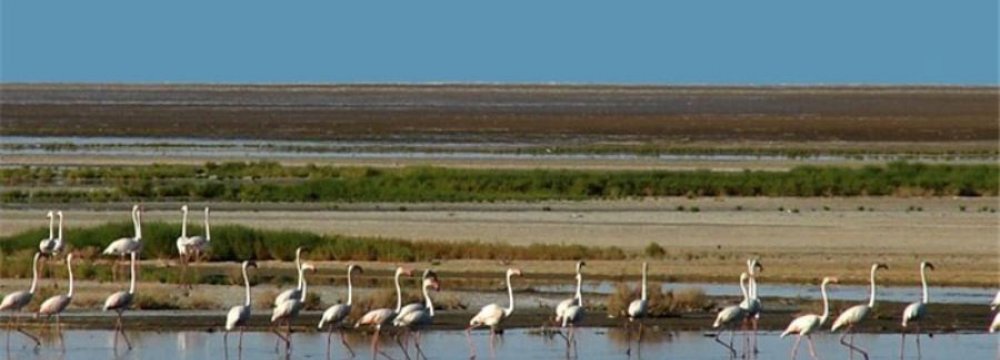 Respite for Gavkhouni Wetland
