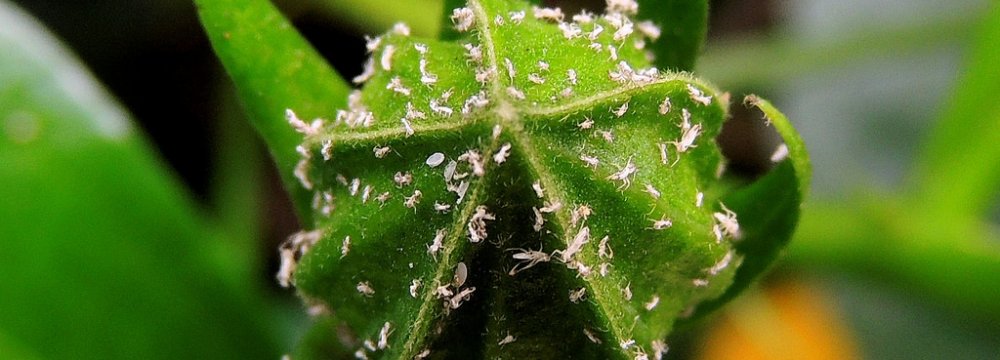 TM Measures Keeping Whiteflies at Bay