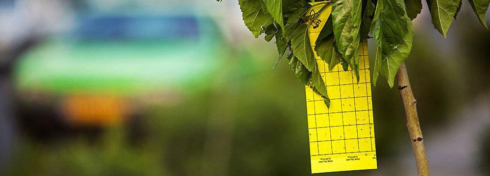 The Tehran Municipality is taking several measures to combat whiteflies, such as attaching sticky yellow papers on trees to trap the insects.