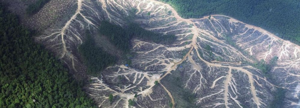 Norway Commits to Zero Deforestation
