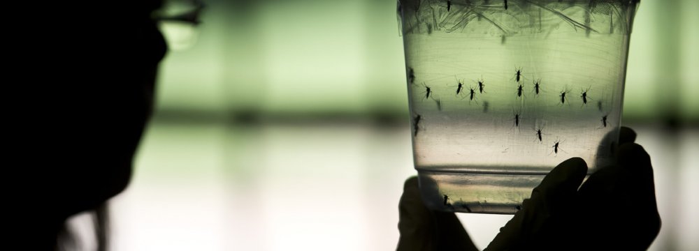 Summer Tourism May Spread Zika to Europe
