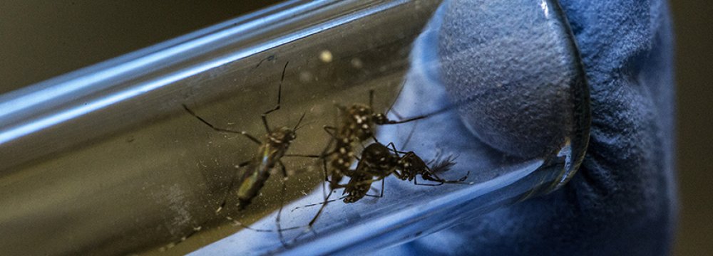 Puerto Rico Paying Price of Zika Epidemic